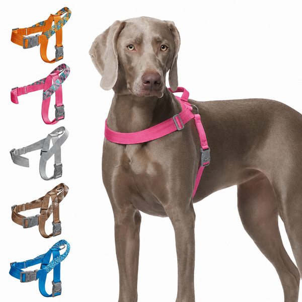 Collars, Harnesses & Leashes